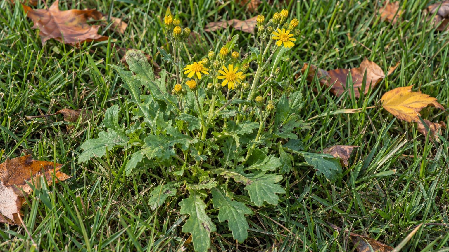 Common Groundsel in Lawns: How to Identify It and Kill It