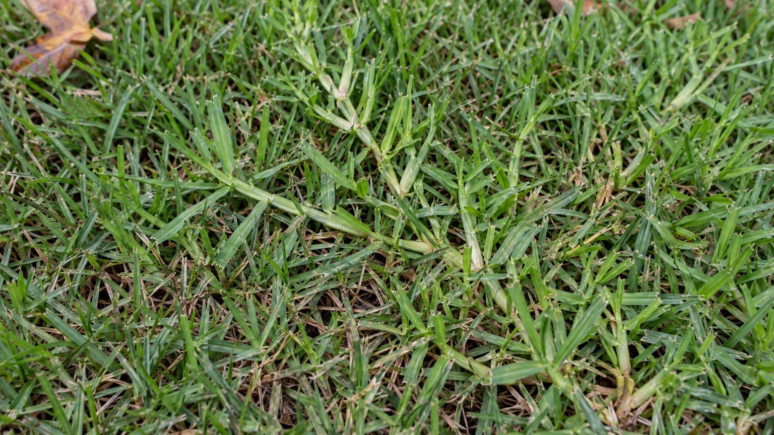 Kikuyu Grass in Lawns: How to Identify It and Kill It