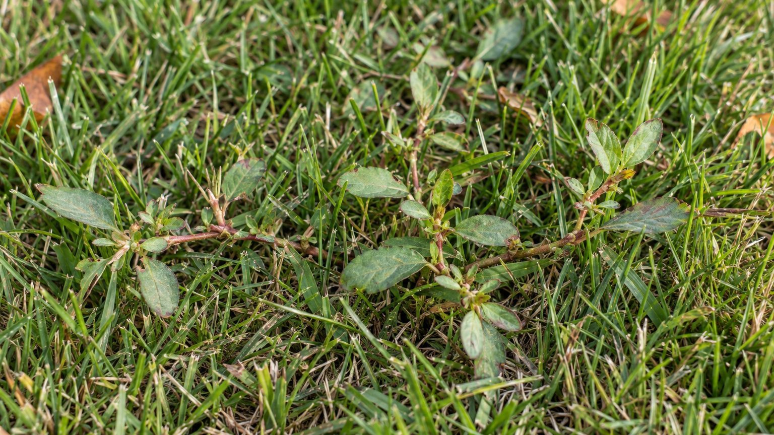 Prostrate Knotweed in Lawns: How to Identify It and Kill It