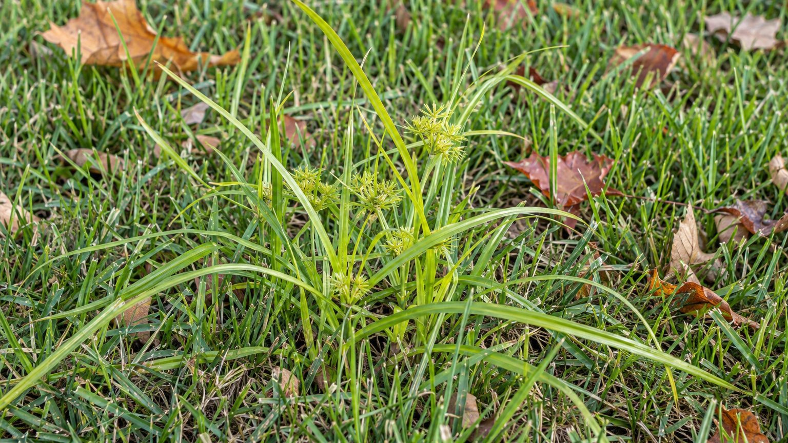 Nutsedge in Lawns: How to Identify It and Kill It