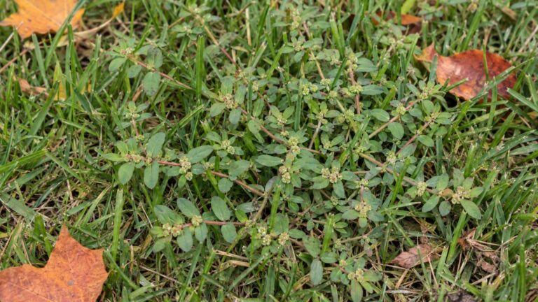 Spotted Spurge in Lawns: How to Identify It and Kill It