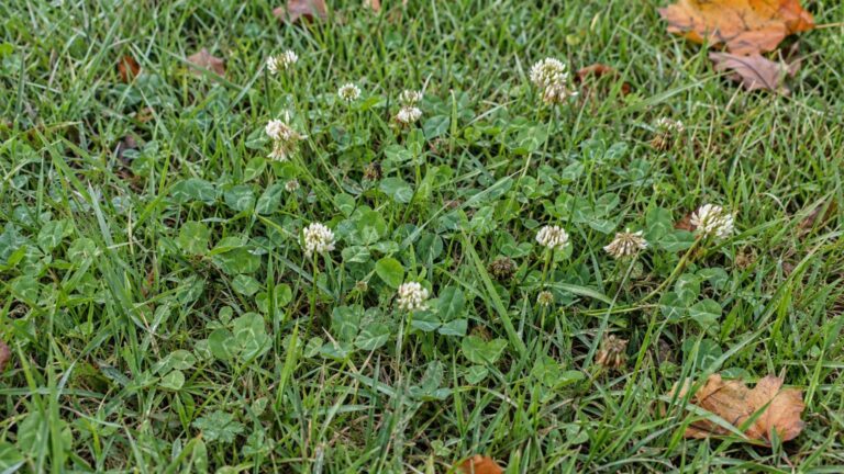 White Clover in Lawns: How to Identify It and Kill It
