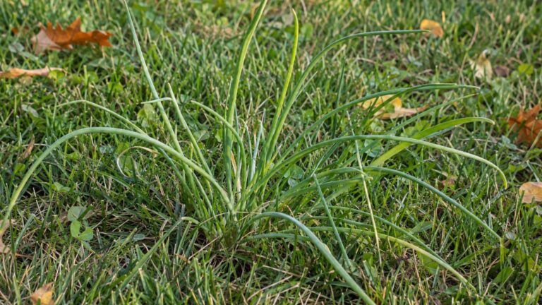 Wild Onion and Wild Garlic in Lawns: How to Identify It and Kill It