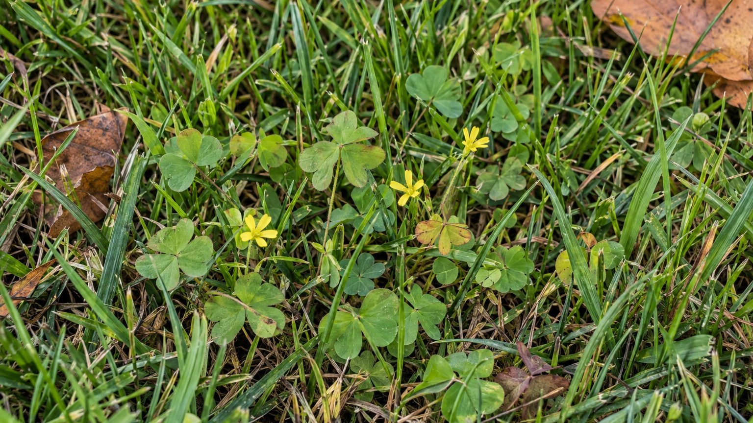 Creeping Woodsorrel in Lawns: How to Identify It and Kill It