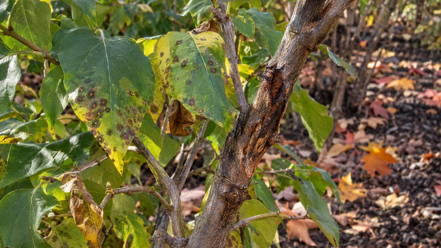 Canker and Dieback on Lilacs: Signs, Treatment and Prevention
