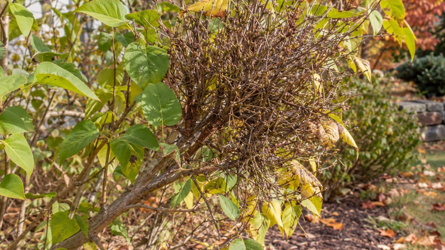 Witches Broom on Lilacs: Signs, Treatment and Prevention