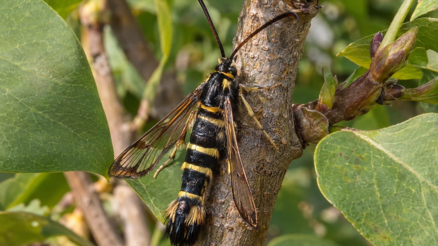 Lilac Borer on Lilacs: How to Spot Them and Get Rid of Them