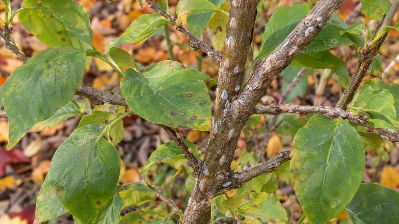 Oystershell Scale on Lilacs: How to Spot Them and Get Rid of Them