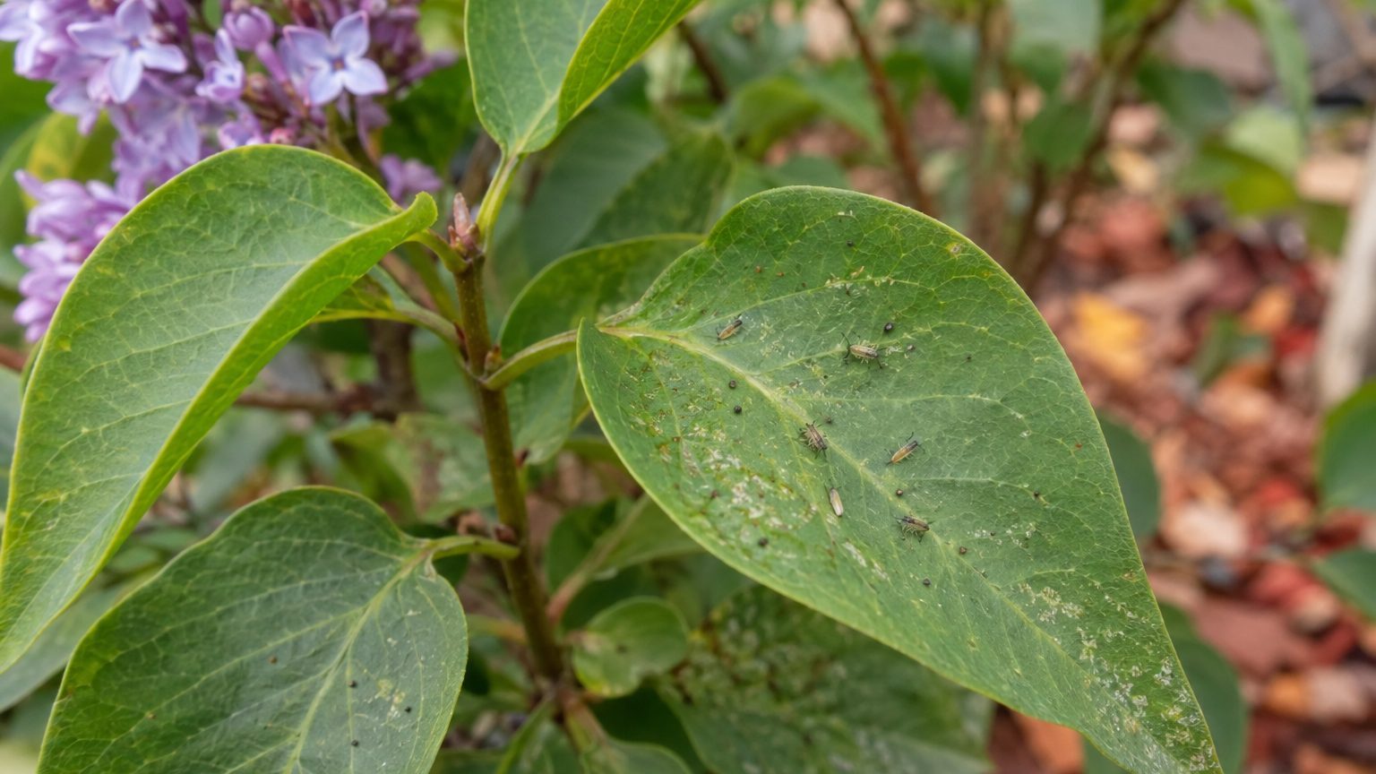 Thrips on Lilacs: How to Spot Them and Get Rid of Them