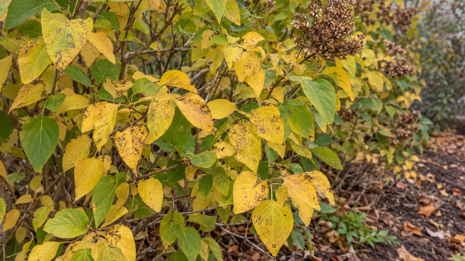 Lilac Leaves Turning Yellow: Causes and How to Fix It