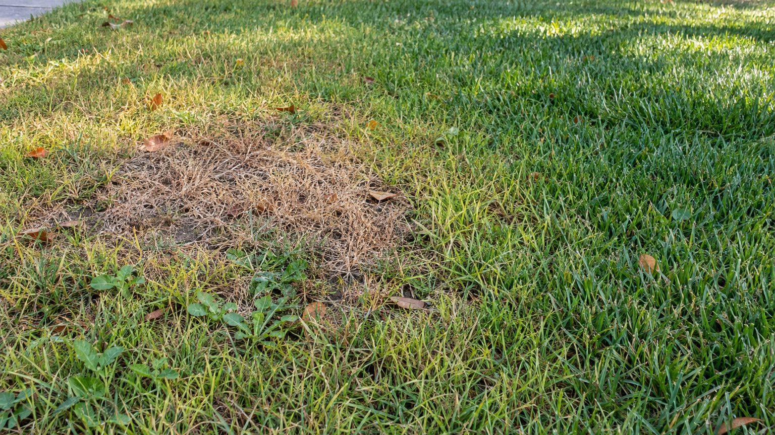 Lawn Problems and Solutions in Louisiana