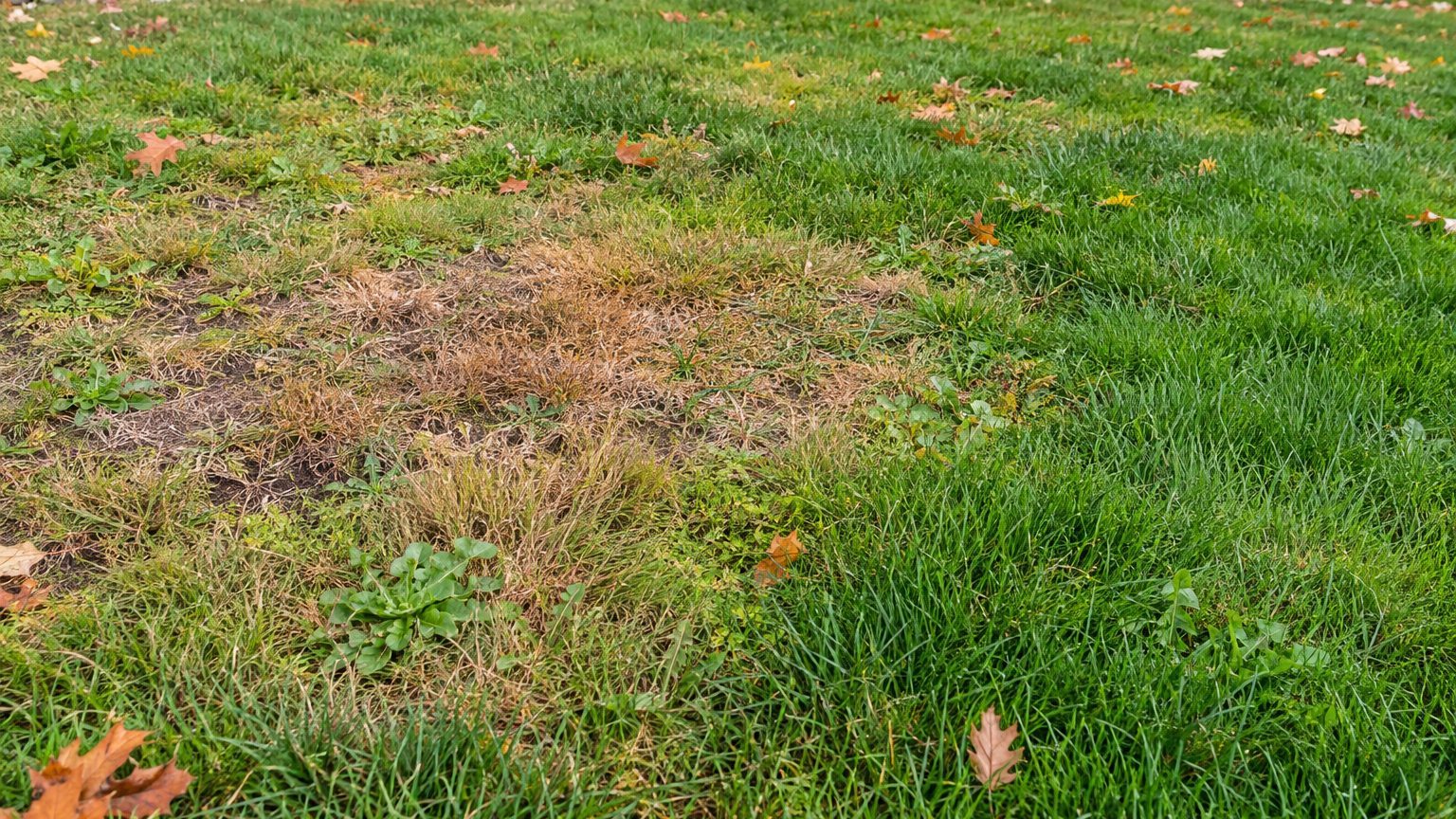 Lawn Problems and Solutions in Maine