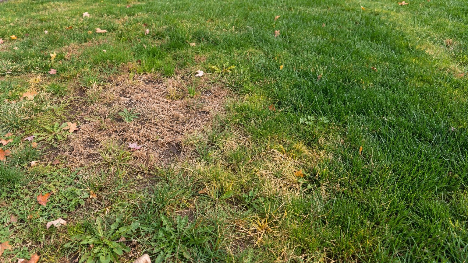 Lawn Problems and Solutions in Massachusetts