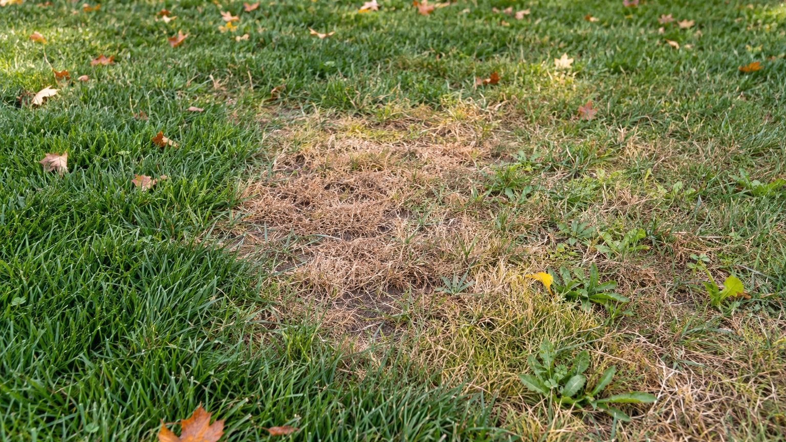 Lawn Problems and Solutions in Missouri
