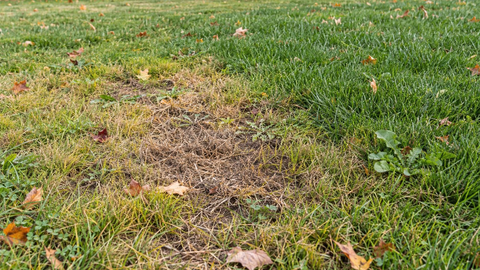 Lawn Problems and Solutions in New Brunswick