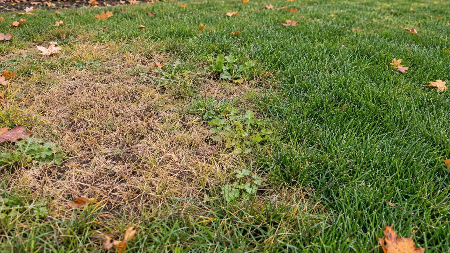 Lawn Problems and Solutions in New Hampshire