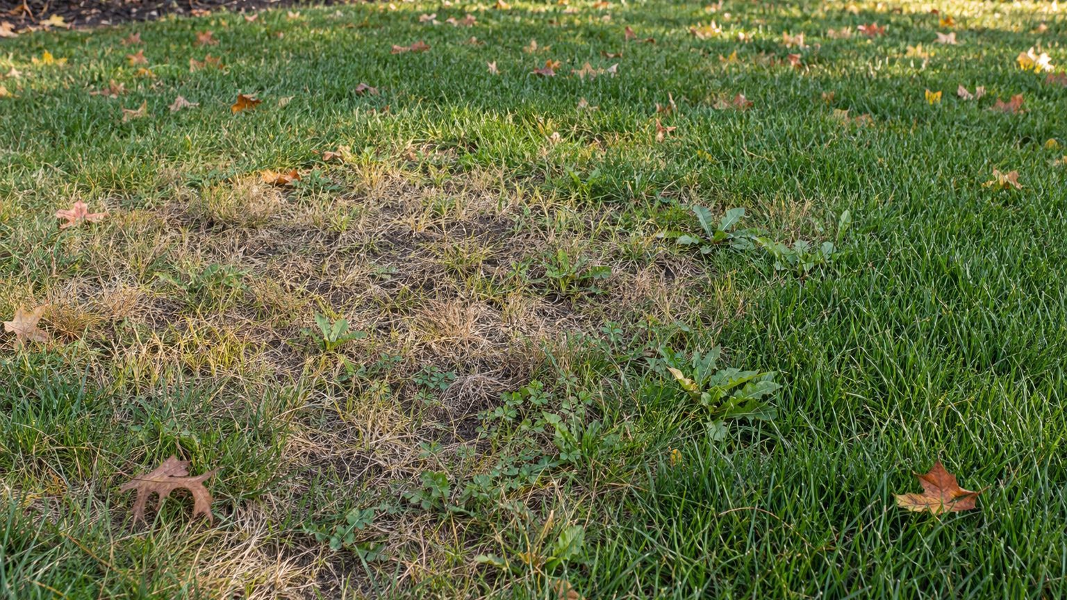 Lawn Problems and Solutions in New Jersey