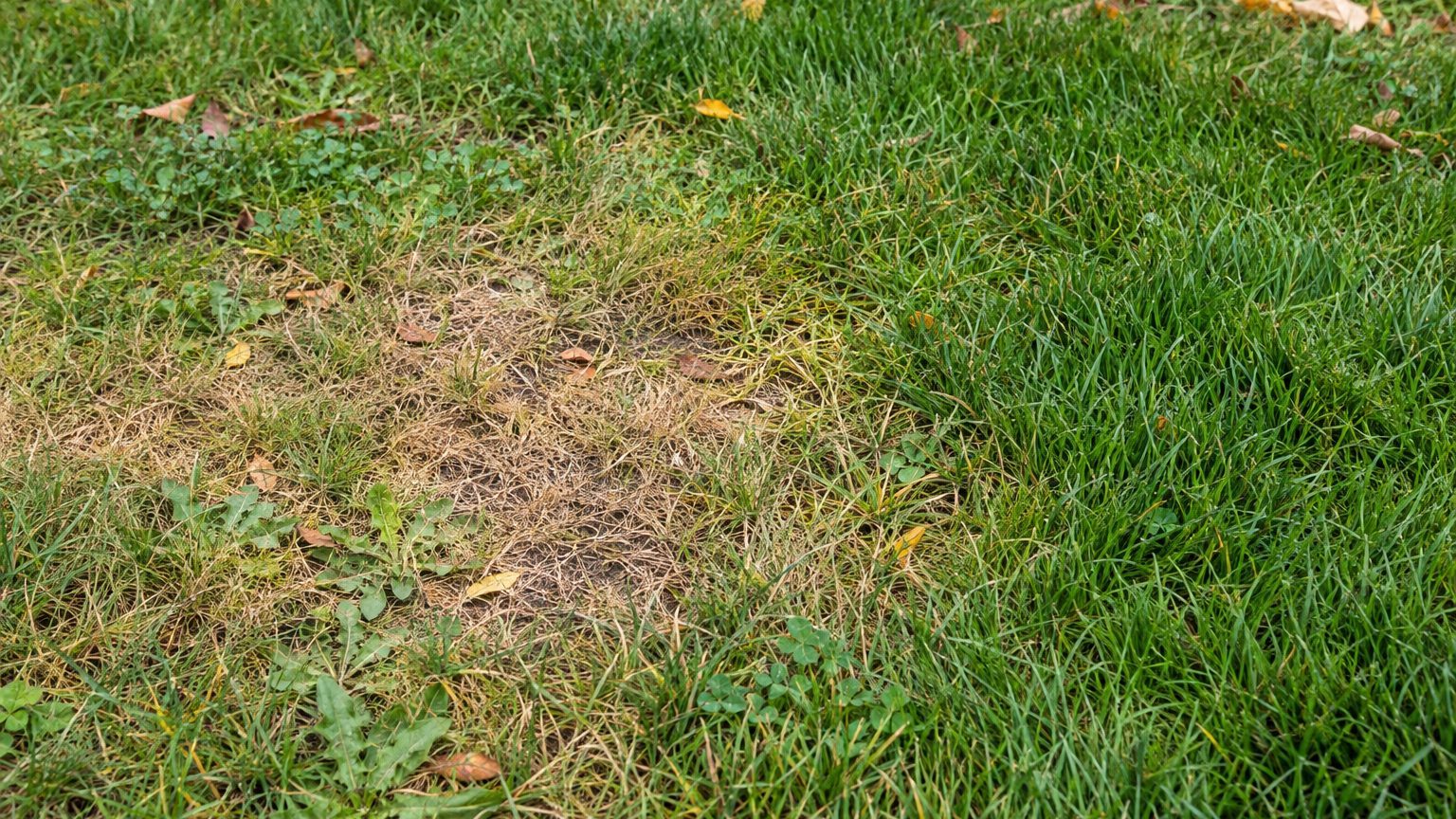 Lawn Problems and Solutions in New Mexico