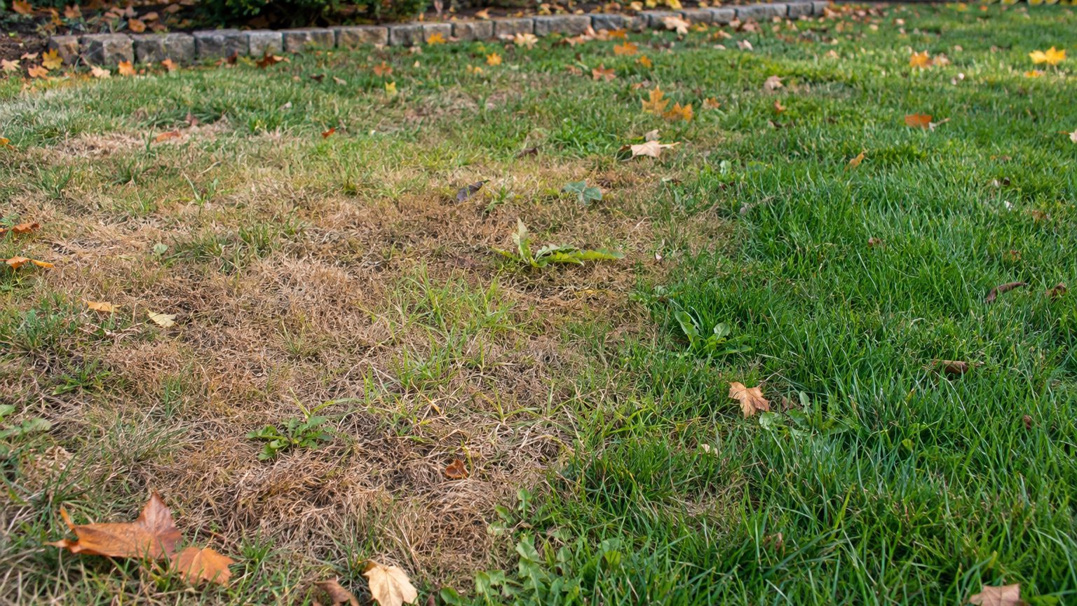 Lawn Problems and Solutions in New York