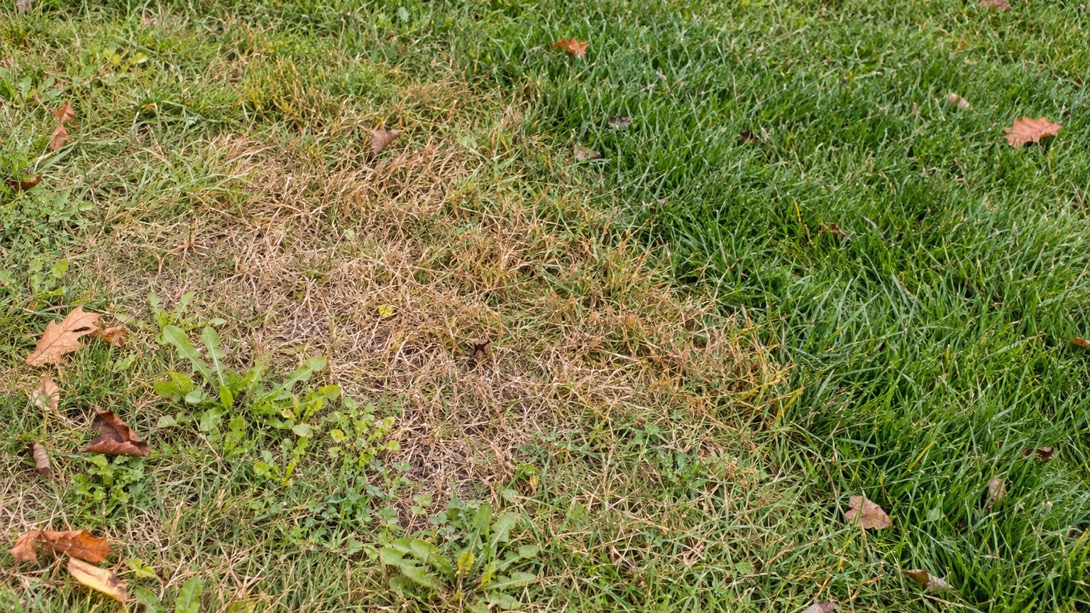 Lawn Problems and Solutions in North Carolina