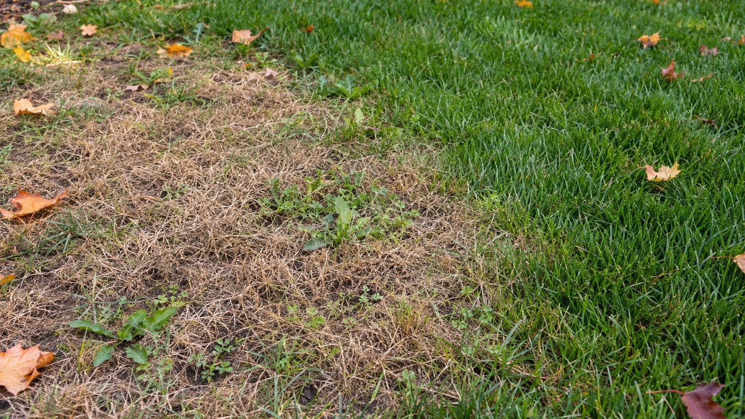 Lawn Problems and Solutions in Ontario