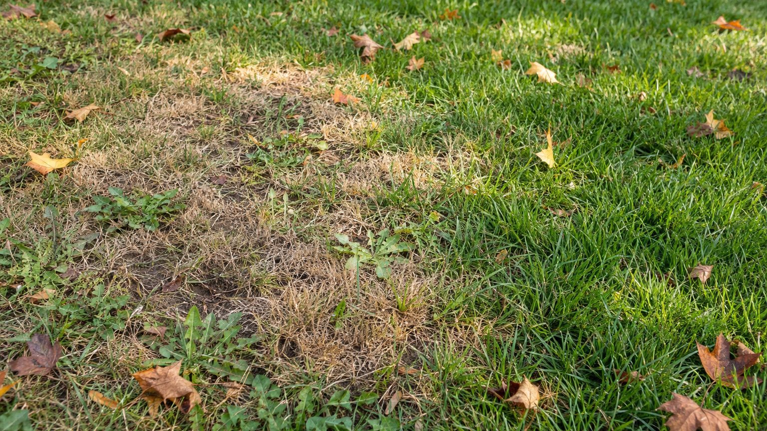 Lawn Problems and Solutions in Oregon