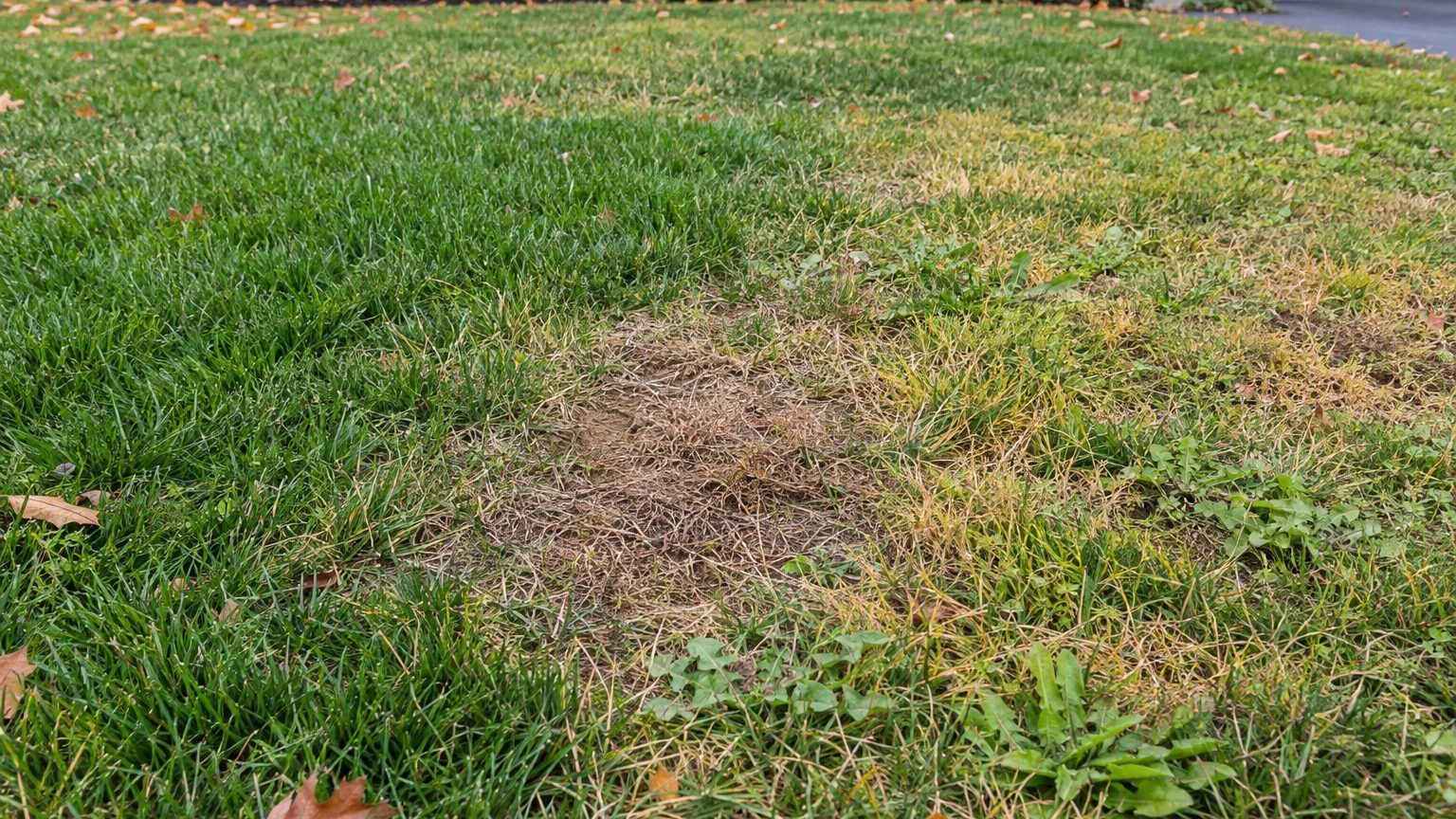 Lawn Problems and Solutions in Pennsylvania