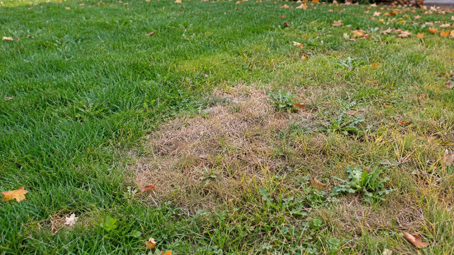 Lawn Problems and Solutions in Quebec