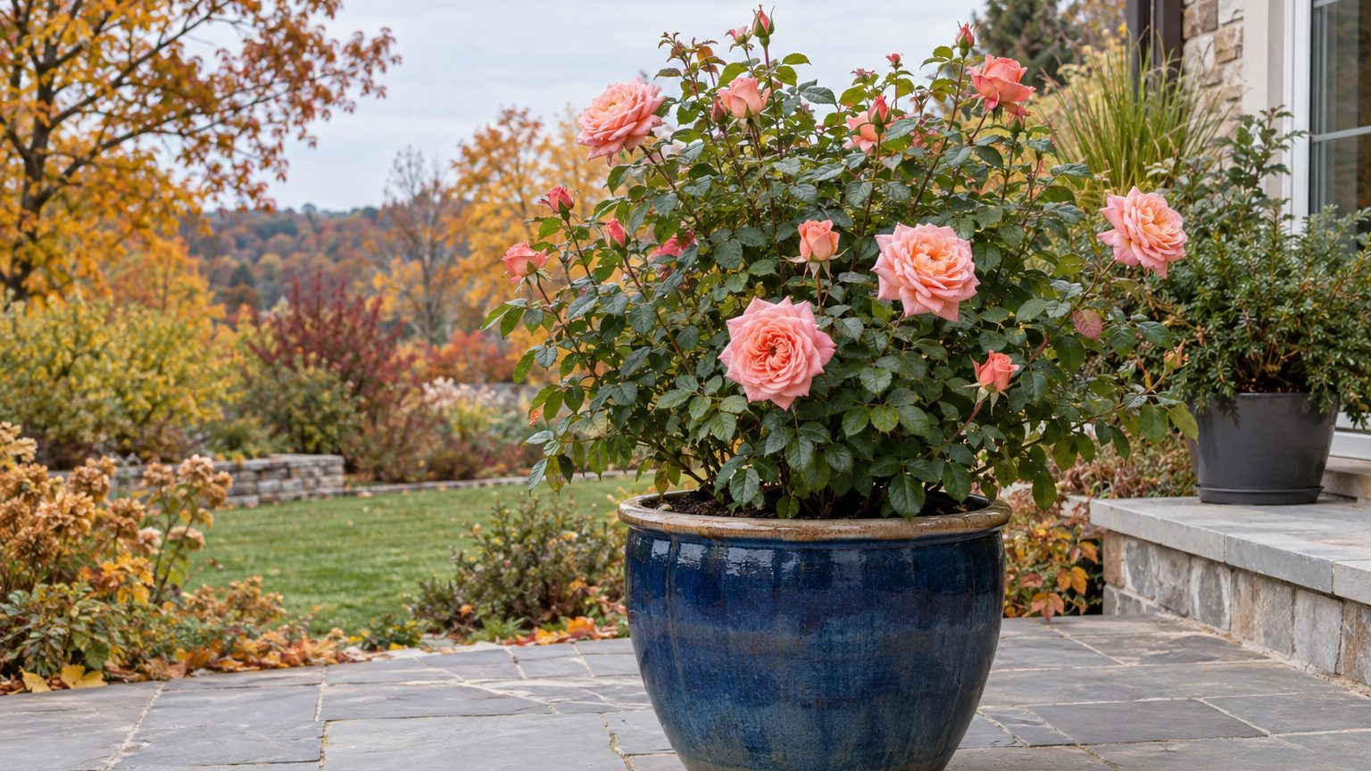 Growing Roses in Containers: Pot Size, Soil and Water