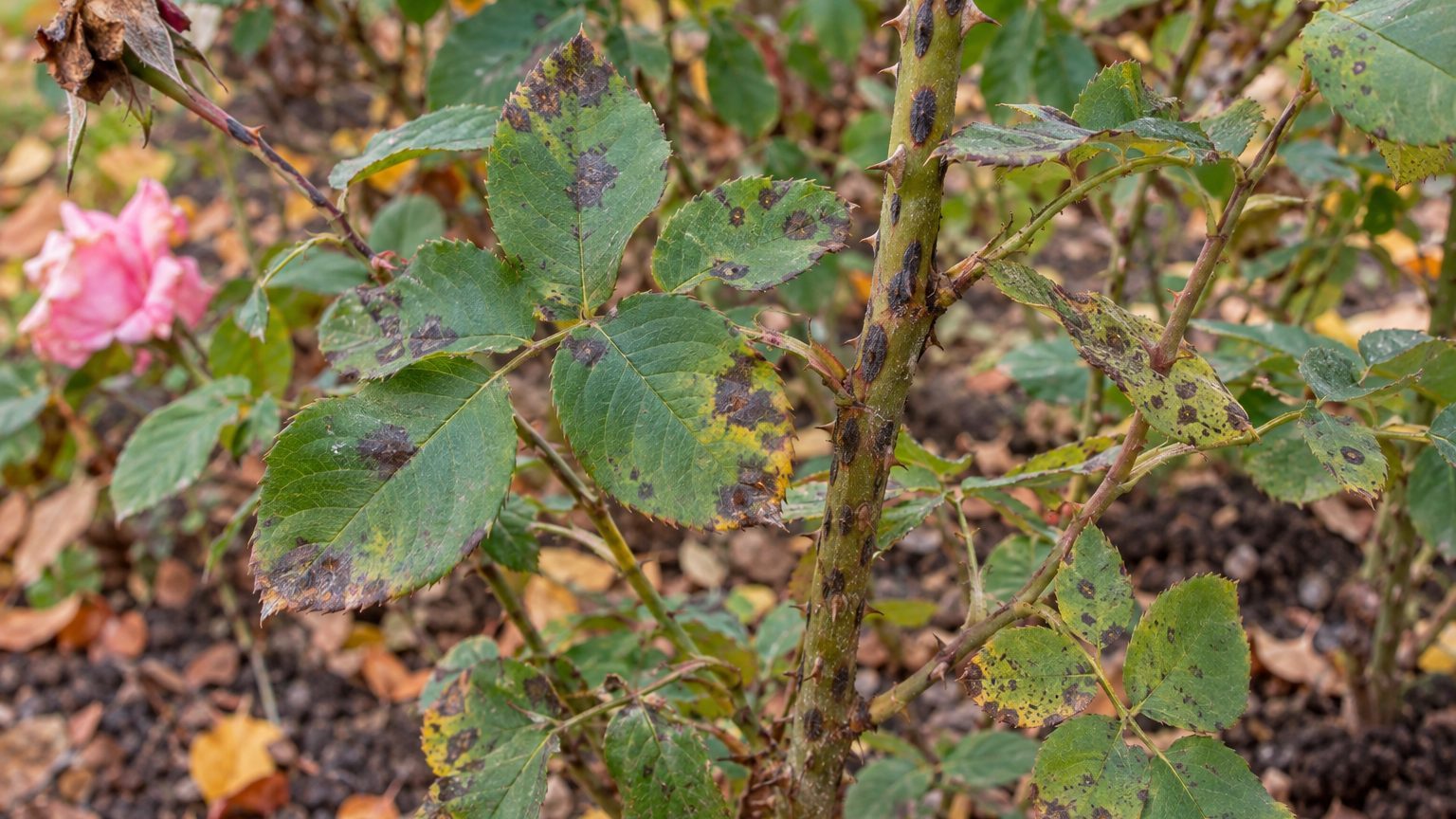 Anthracnose on Roses: Signs, Treatment and Prevention