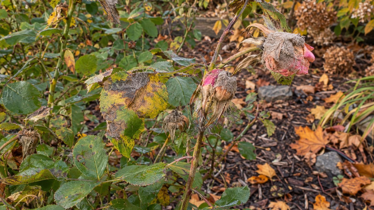 Botrytis Blight on Roses: Signs, Treatment and Prevention