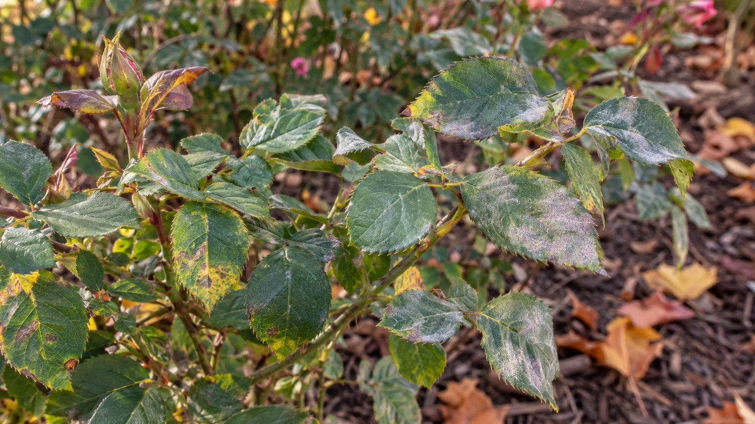 Downy Mildew on Roses: Signs, Treatment and Prevention