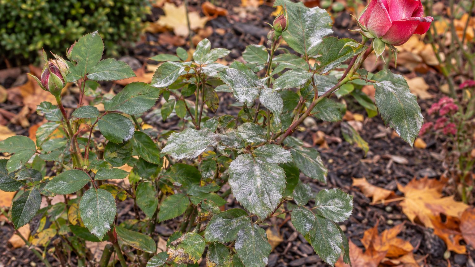 Powdery Mildew on Roses: Signs, Treatment and Prevention