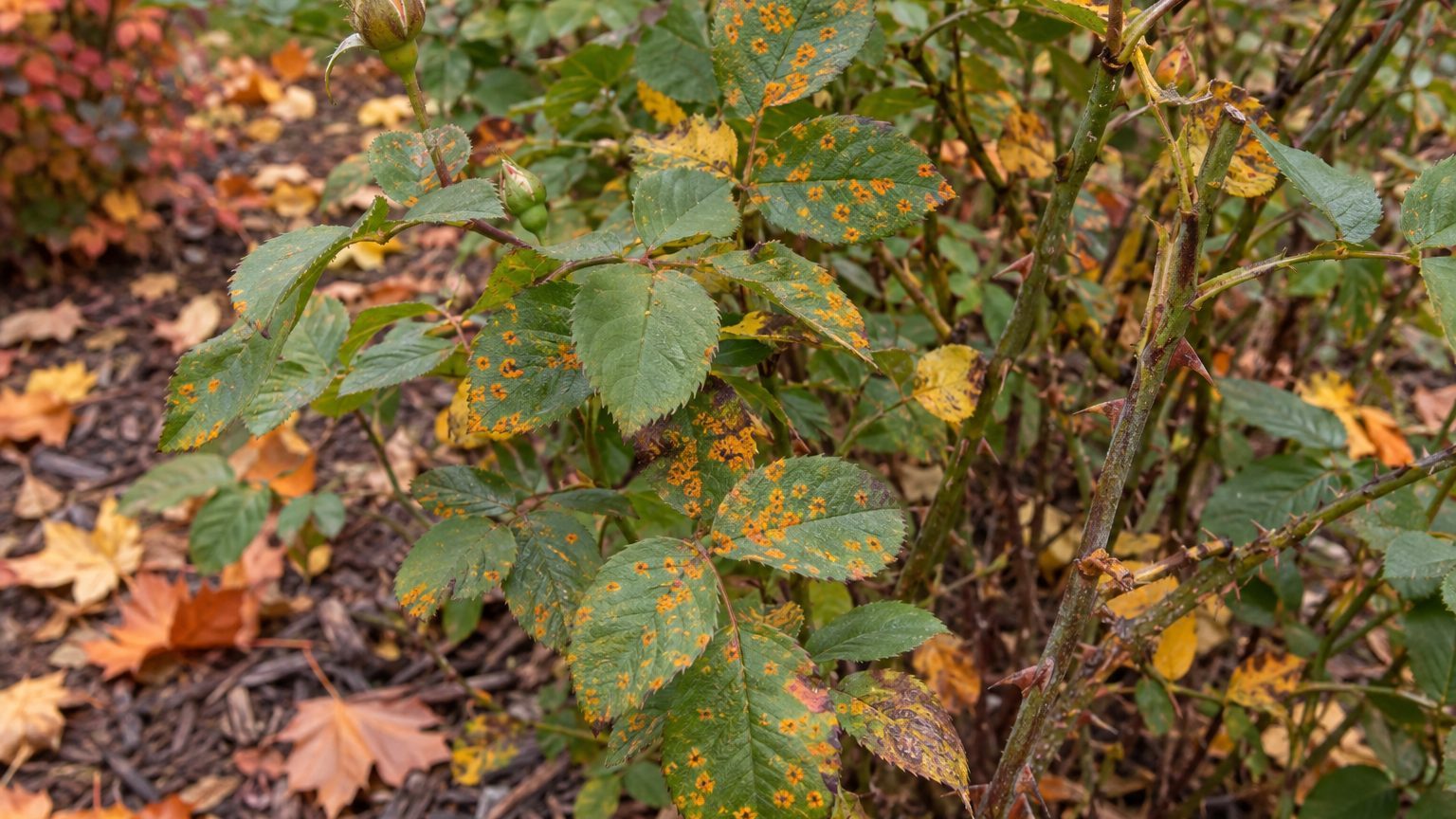 Rose Rust on Roses: Signs, Treatment and Prevention