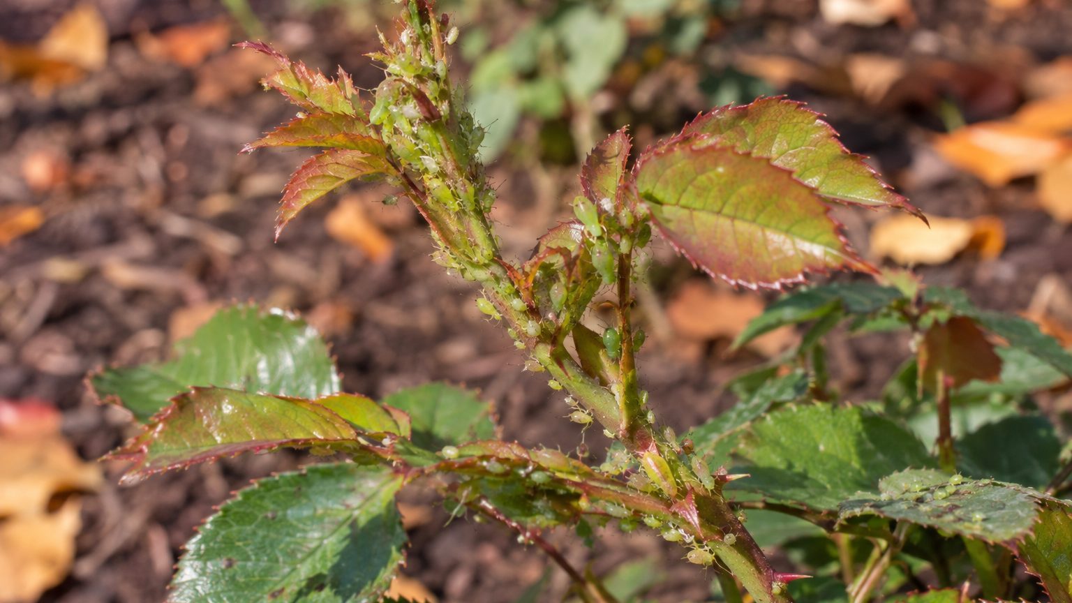 Aphids on Roses: How to Spot Them and Get Rid of Them