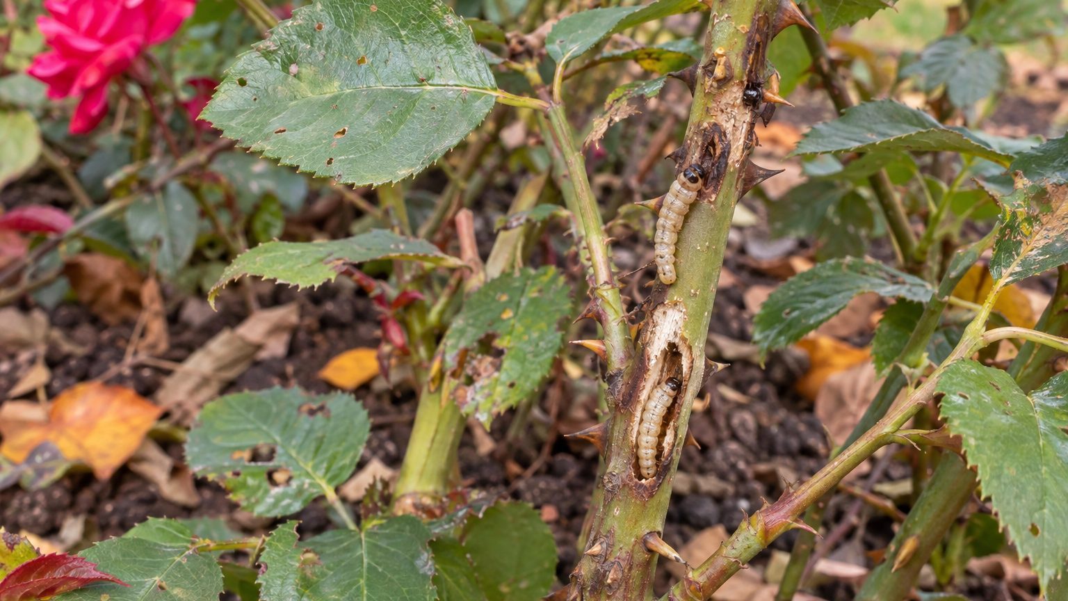 Rose Cane Borers on Roses: How to Spot Them and Get Rid of Them