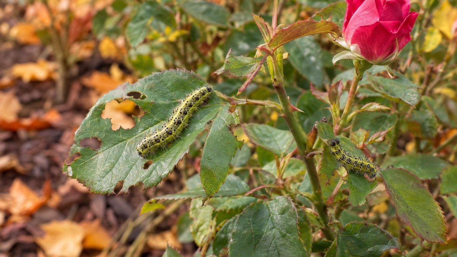 Caterpillars on Roses on Roses: How to Spot Them and Get Rid of Them