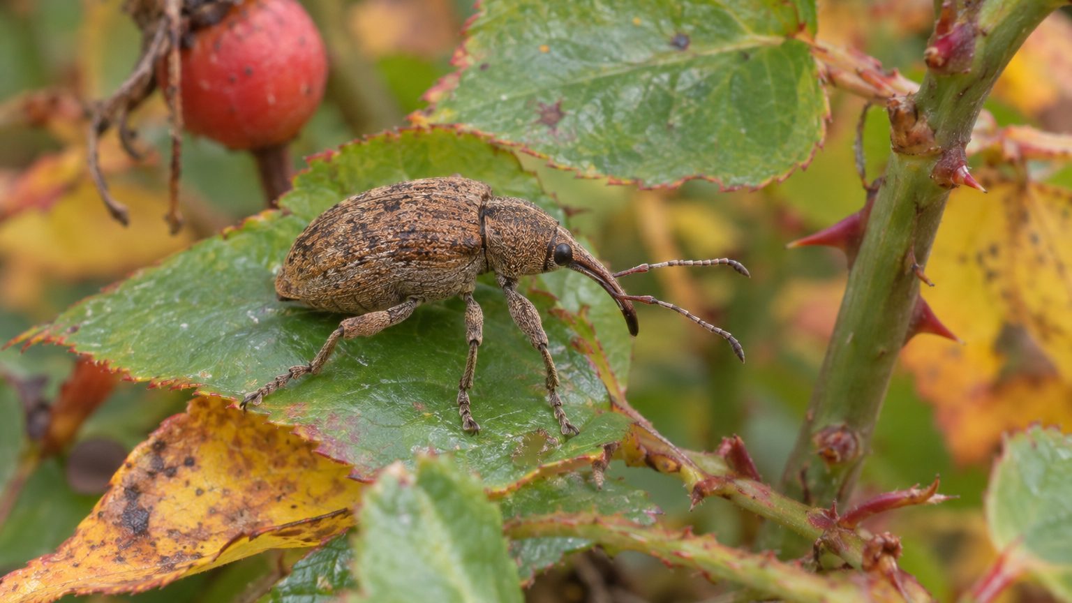 Fuller Rose Beetle on Roses: How to Spot Them and Get Rid of Them