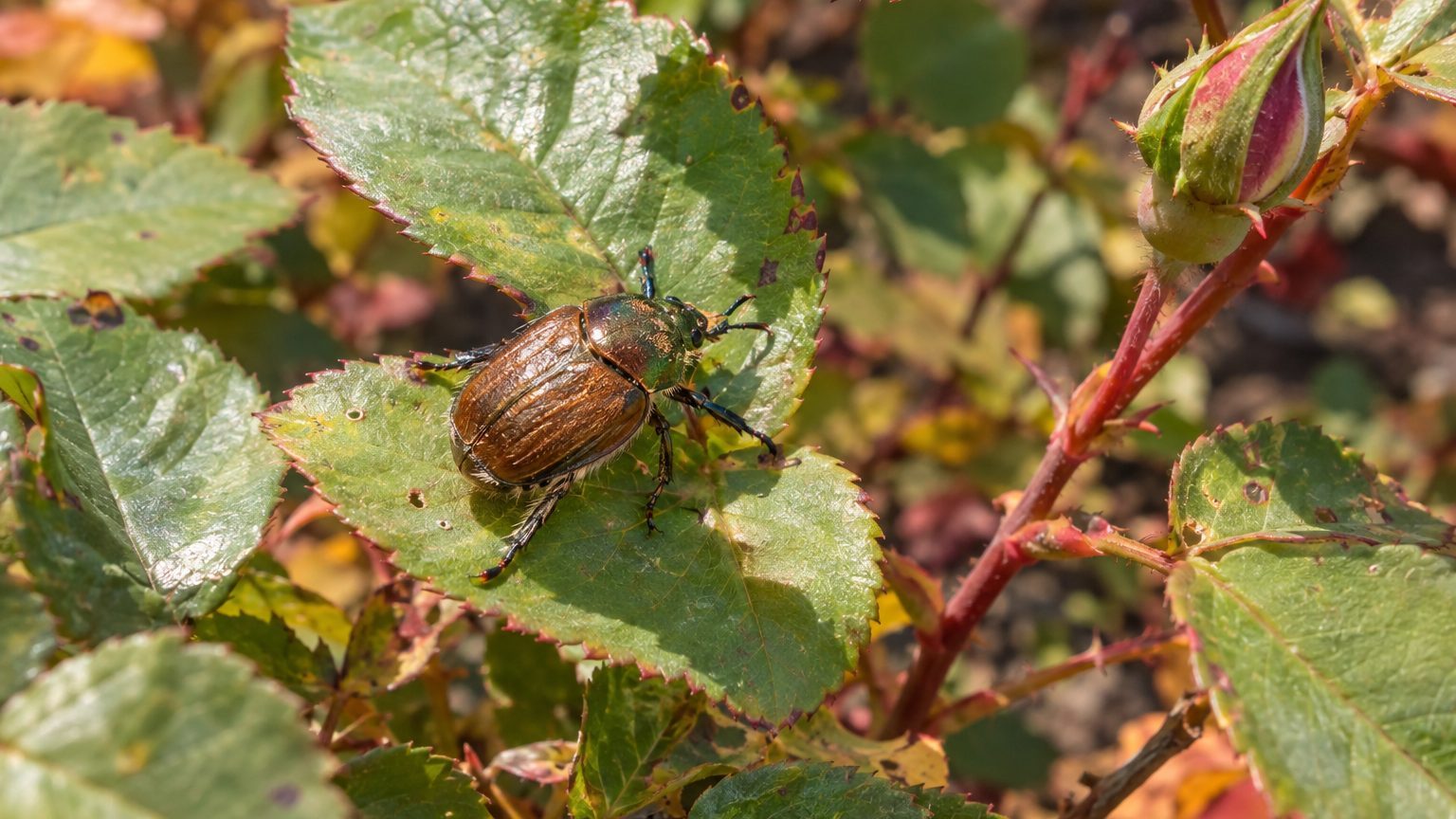 Hoplia Beetle on Roses: How to Spot Them and Get Rid of Them