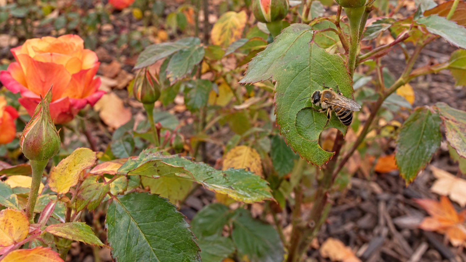 Leafcutting Bees on Roses: How to Spot Them and Get Rid of Them