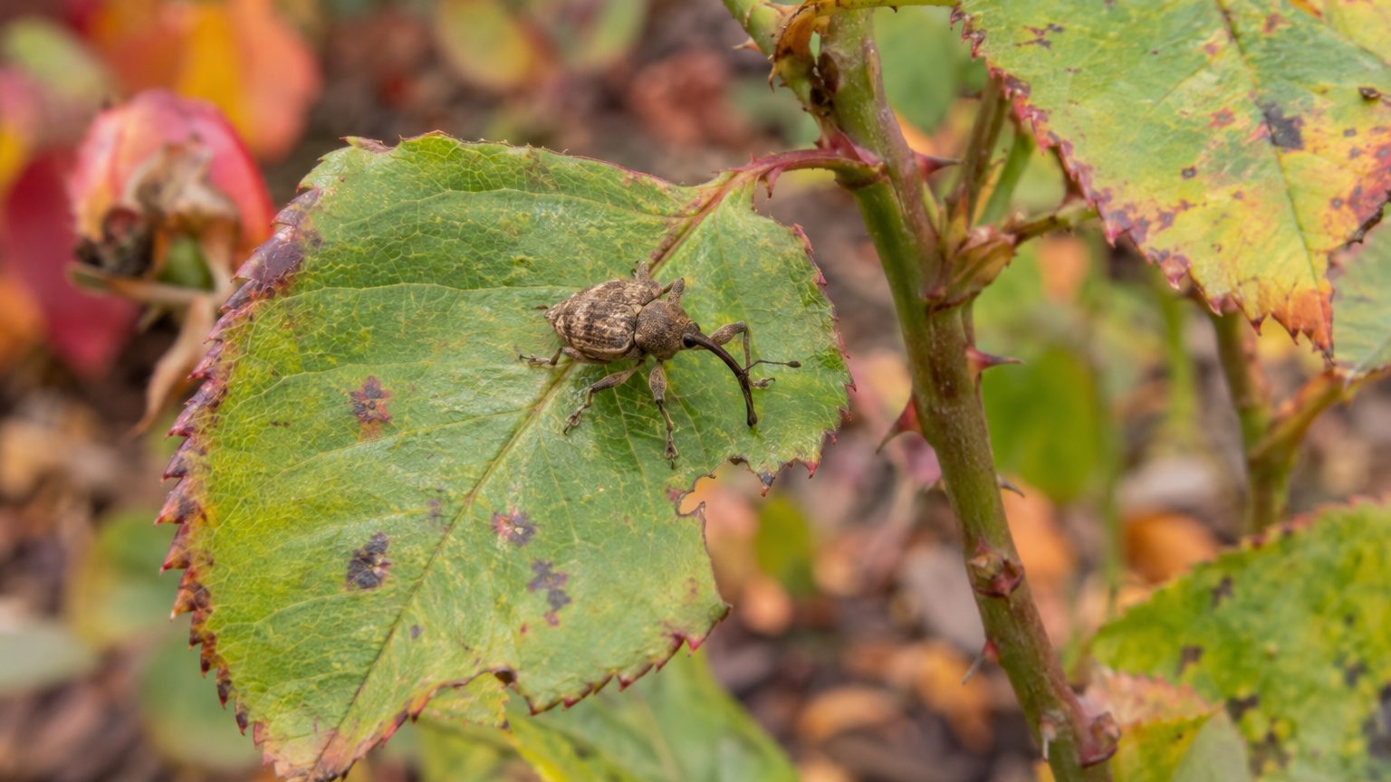 Rose Curculio on Roses: How to Spot Them and Get Rid of Them