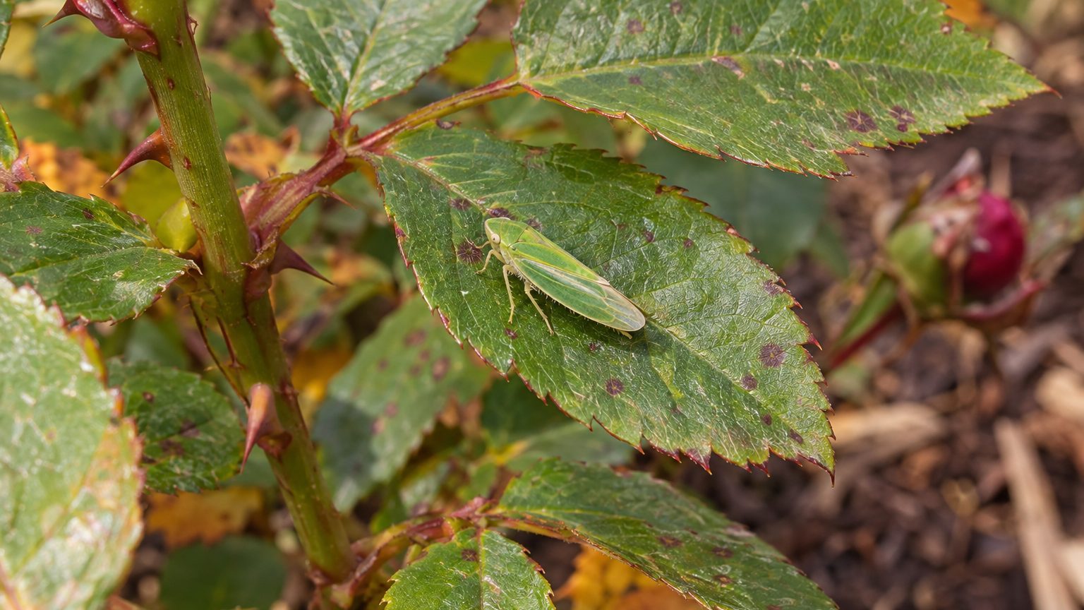 Rose Leafhopper on Roses: How to Spot Them and Get Rid of Them