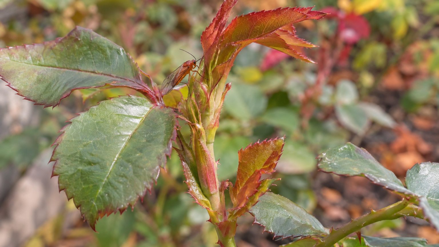 Rose Midge on Roses: How to Spot Them and Get Rid of Them