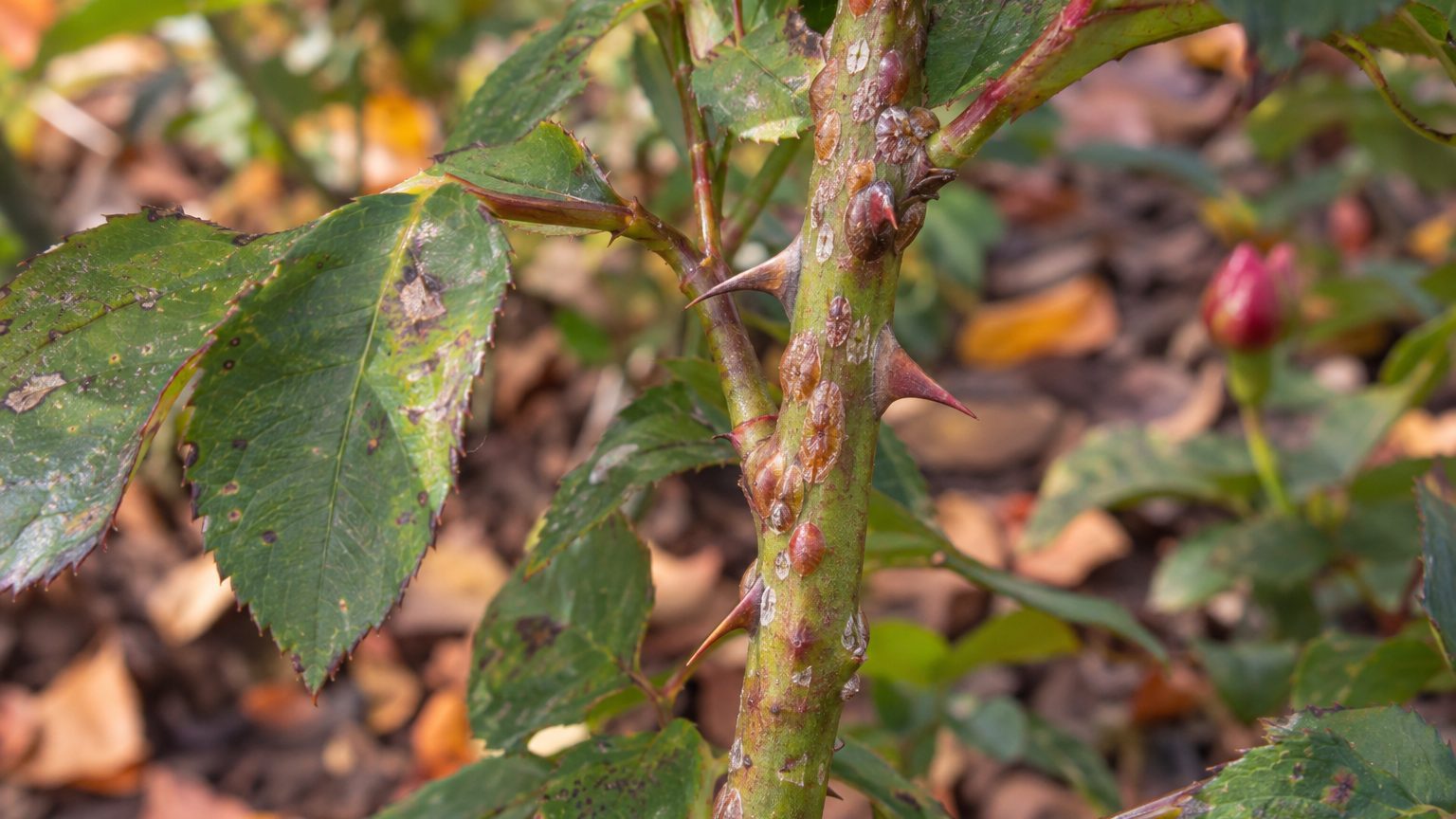 Rose Scale on Roses: How to Spot Them and Get Rid of Them