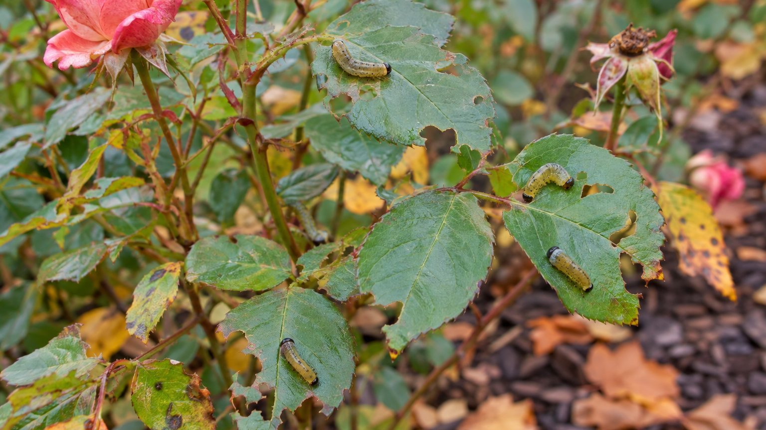 Roseslugs (sawfly larvae): How to Spot Them and Get Rid of Them