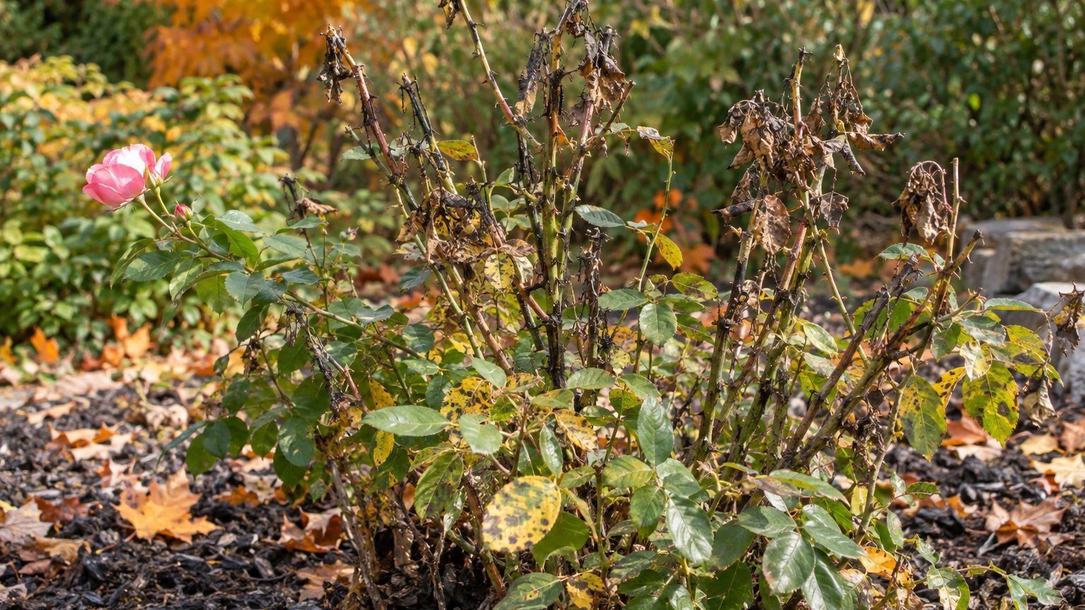 Rose Canes Dying Back: Causes and How to Fix It