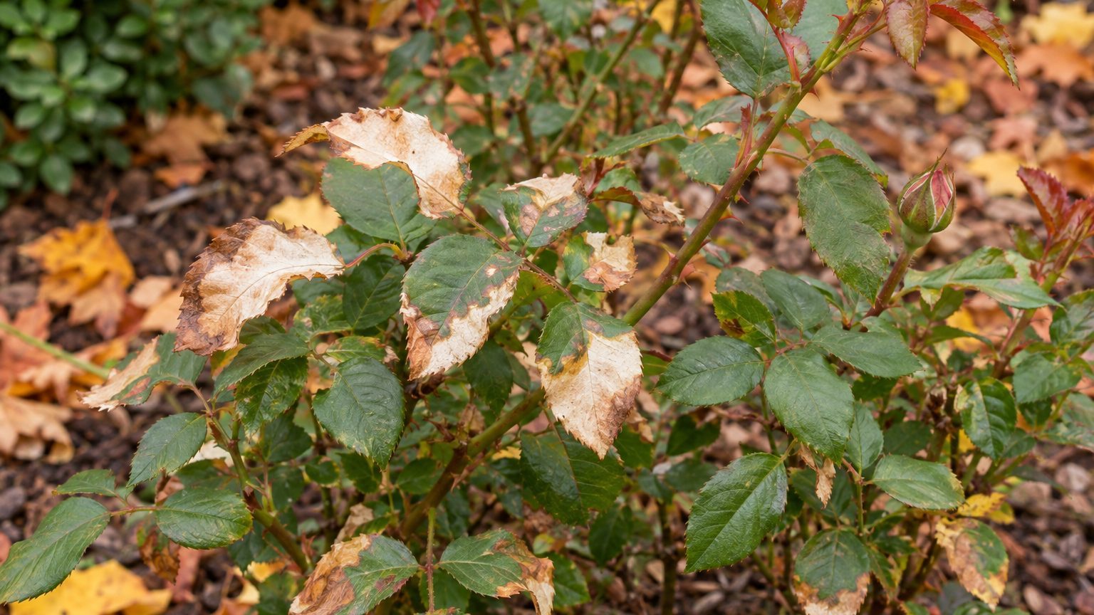 Rose Leaves Turning Brown: Causes and How to Fix It
