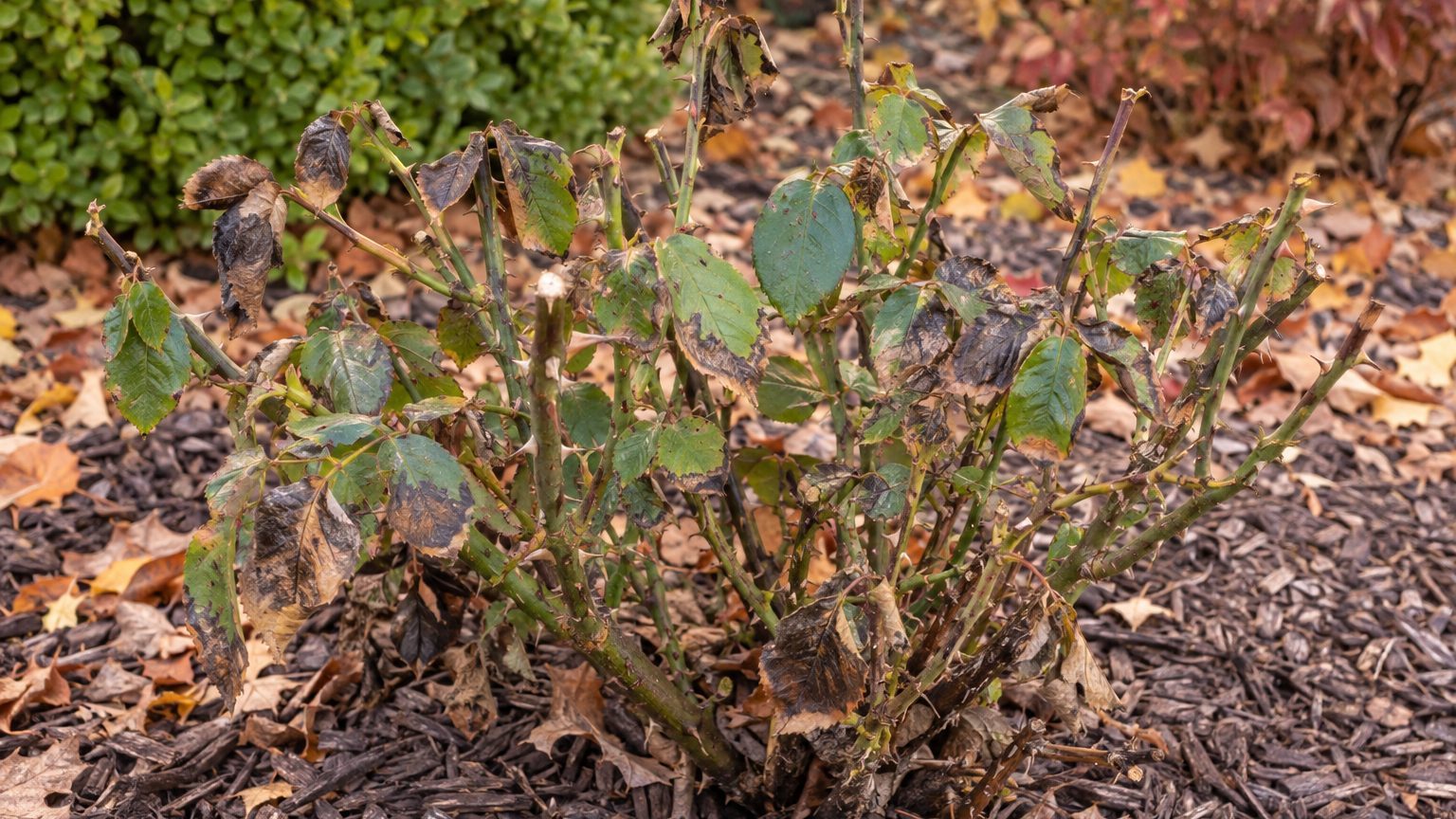 Rose Winter Damage: Causes and How to Fix It