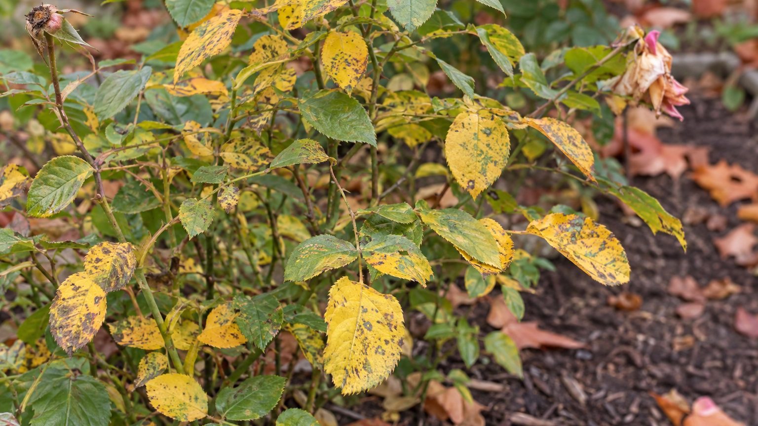 Rose Leaves Turning Yellow With Green Veins: Causes and How to Fix It