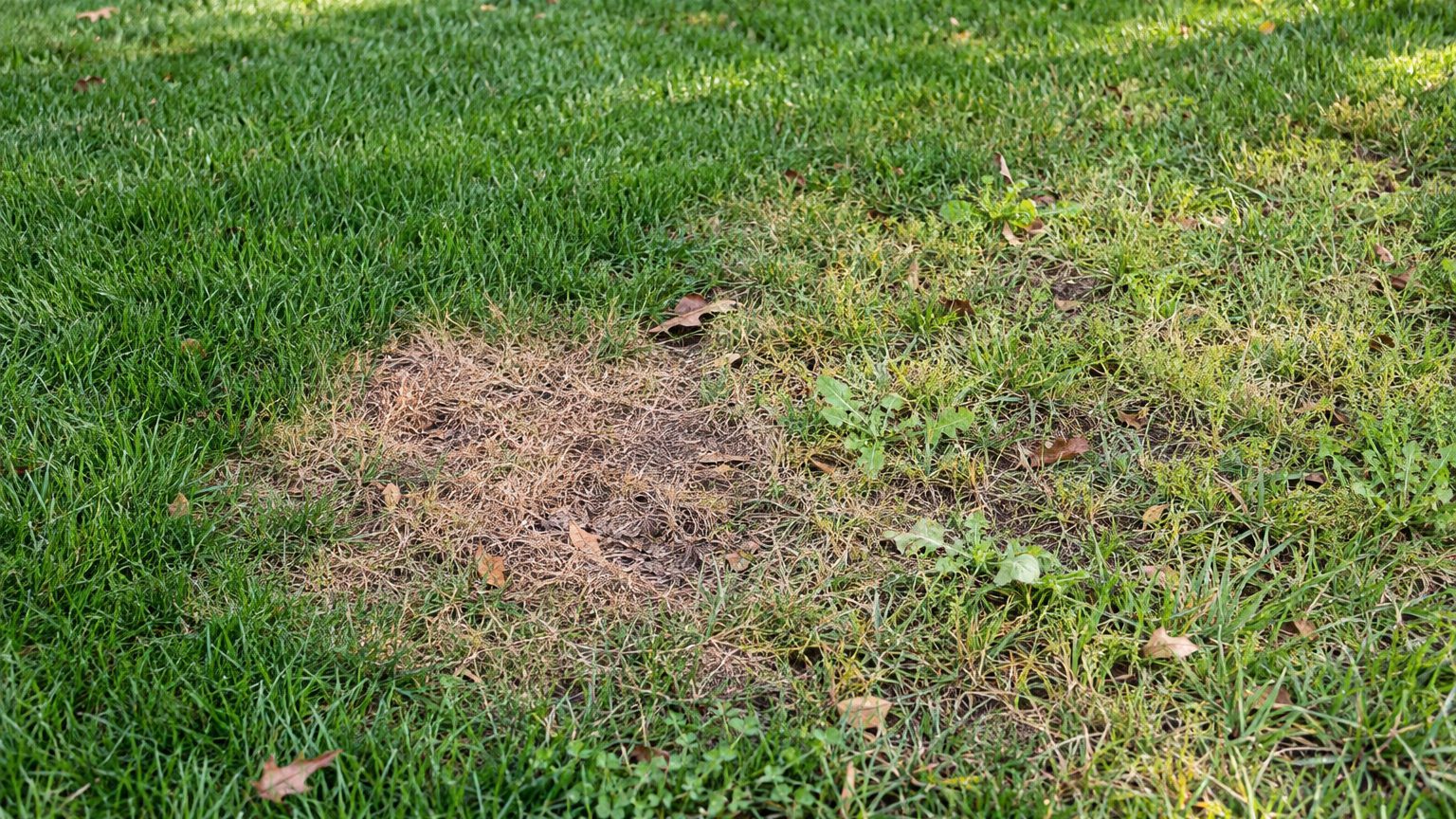 Lawn Problems and Solutions in South Carolina
